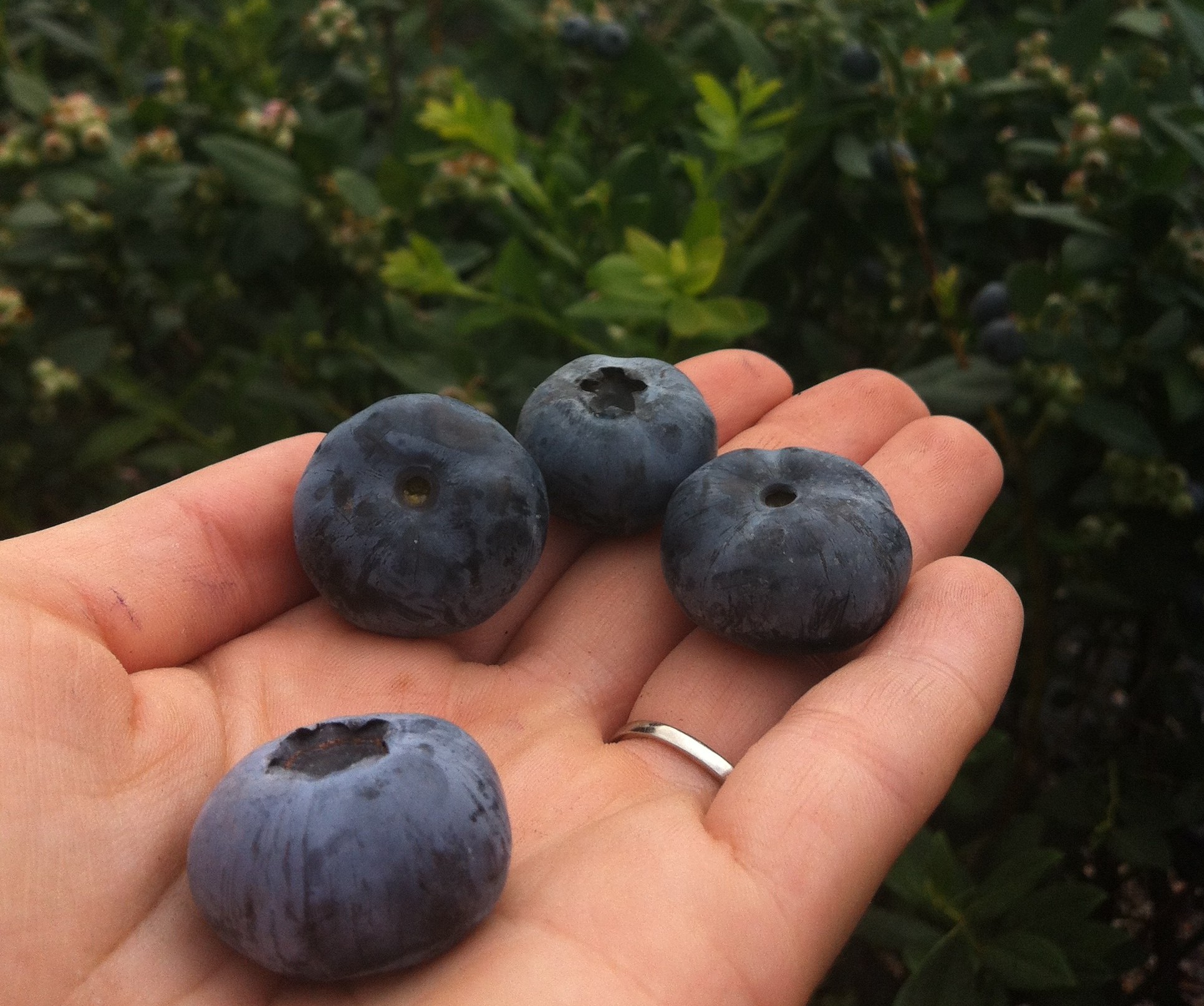 U Pick Blueberries | Outdoor Family Nature Activities ...